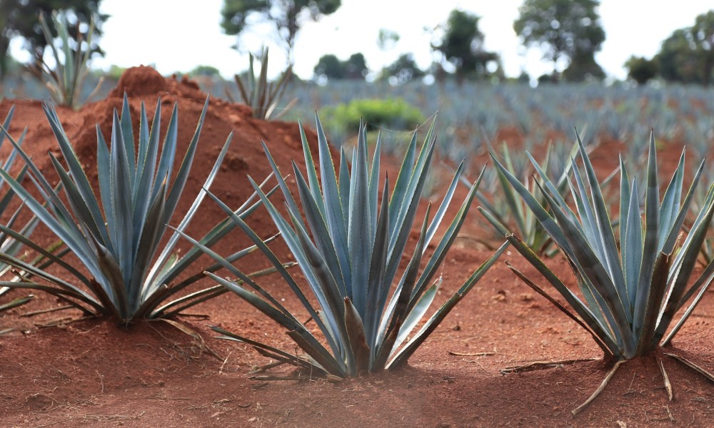 agave