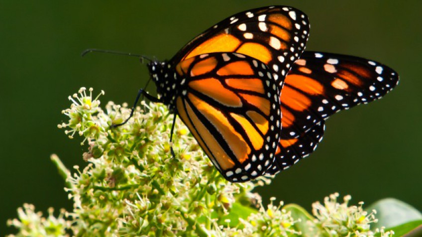 Mariposa Monarca