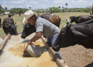 Agro, ganadería y pesca de Michoacán, las segundas más productivas de México