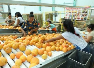 Toronja michoacana, eleva 90 por ciento valor de su producción: Sedrua