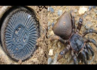 «CYCLOCOSMIA» Es el nombre real de esta sorprendente araña.