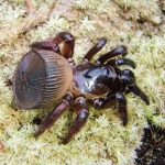 Cyclocosmia truncata araña tapón con un sello 11