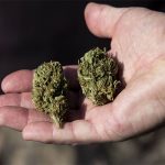 marihuana