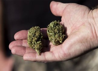 Senado Aprueba En Lo General El Uso Legal De La Marihuana marihuana