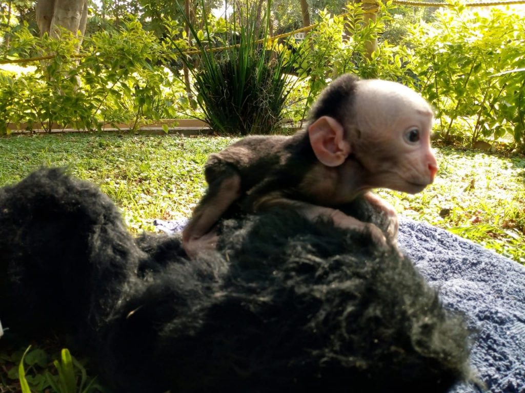 Macaco