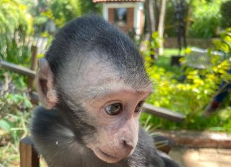 Macaco nuevo integrante del Zoológico de Morelia