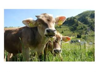 Más carne mexicana se dirige a las mesas de los EE. UU. Mientras los suministros estadounidenses muerden