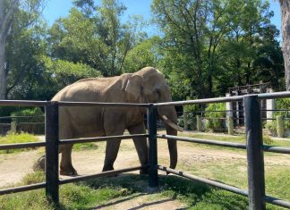 Confirma Zoológico que el elefante “Chamberu” goza de buena salud