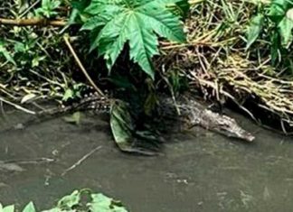 VIDEO/ COCODRILO escapa y continúa libre en las aguas del río en Morelia