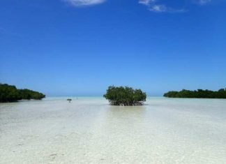 La supervivencia de los manglares se encuentra en peligro