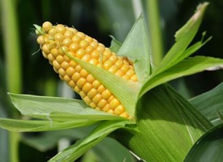 Semarnat tiene fecha para prohibir el uso de glifosato para su uso en herbicidas, mismo que se presenta en el maíz