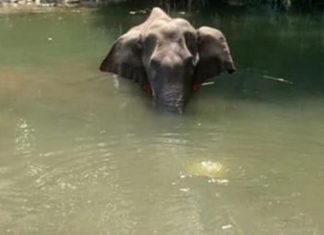 Elefanta embarazada pierde la vida luego comer una piña con petardos