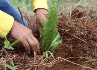 30 de junio, fecha límite de entrega de solicitudes para reforestación