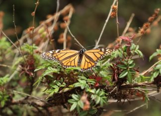 Recibe Michoacán Sello de Viaje Seguro del Consejo Mundial de Viajes y Turismo
