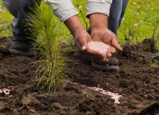 Más de 19 millones de plantas serán reforestadas este año en Michoacán