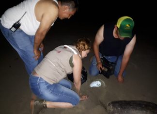 Participa ProAm en operativos para la conservación de la tortuga marina