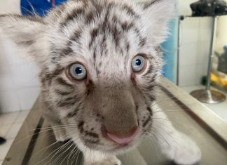 Encuentran tigre de bengala blanco y Zoológico de Morelia le brinda atención