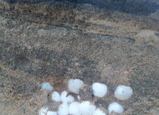 * Oleaje destapa miles de nidos de tortuga “Golfina” y “Negra”.