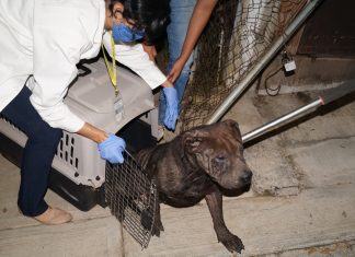 Rescatan a cuatro caninos domésticos que estaban en abandono