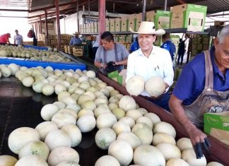 Sanidad e inocuidad agrícola, garantía de excelencia productiva en Michoacán