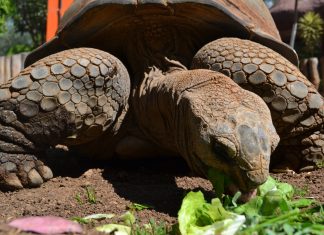 Celebran 50 años del Zoológico de Morelia