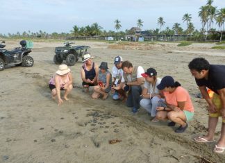 Coadyuva Proam con voluntarios para la conservación de la tortuga marina
