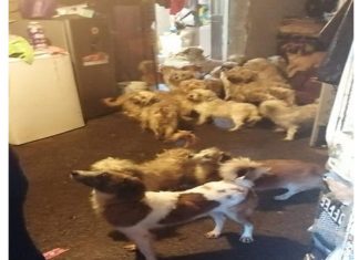 La acción fue realizada en un domicilio de la colonia Colorín Norte, municipio de Uruapan