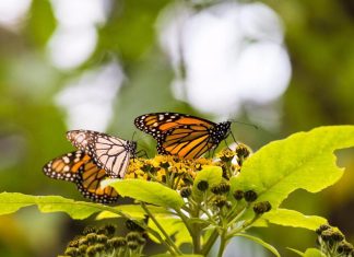 Visitas a los Santuarios de la Mariposa Monarca, con estrictas medidas de higiene