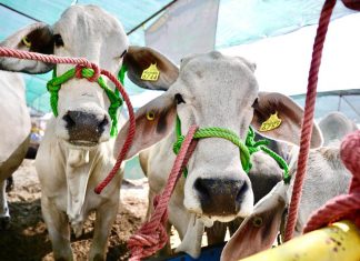 Entrega Gobernador sementales en Tierra Caliente; mejoran genética del ganado