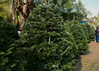 Es Momento de Reciclar Tú Árbol de Navidad: COFOM