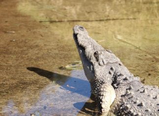 Zoológico de Morelia desmiente escape de Cocodrilo