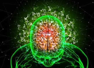 Descubren por qué el cerebro humano es más grande que el de otros primates