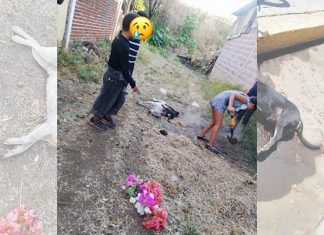Envenenan Perros En Taretan, Niños Les Llevan Flores Y Piden Justicia