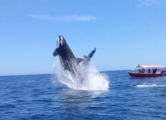 Turistas graban el momento en que una orca ataca a un delfín en el aire