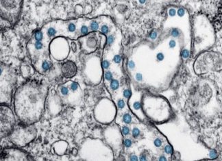 Científicos hallan ‘punto débil’ del coronavirus