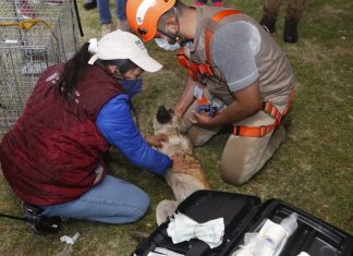 Rescatan con vida a perros que habían caído a socavón en Puebla