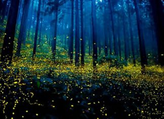 Atrévete a vivir la experiencia del avistamiento de Luciérnagas en Umécuaro, Michoacán