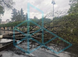 Cae árbol en avenida Madero pese a intensa lluvia
