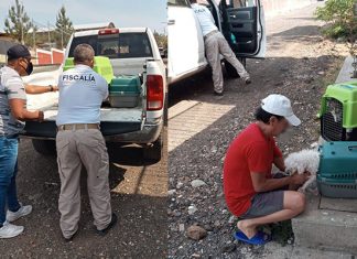 Rescata Fiscalía General a tres ejemplares caninos por maltrato animal
