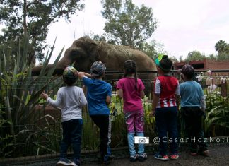 Regresan Interacciones Con Animales y Curso De Verano En Zoo De Morelia