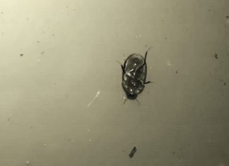#Video Escarabajo camina por vez primera boca abajo por la superficie del agua
