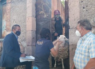 Asegura Fiscalía General a un canino y un ovino por posible maltrato animal