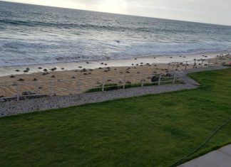 Arribo masivo de tortuga Golfina a playas de Michoacán