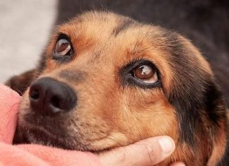 Los perros ayudan a mejorar la salud mental de los humanos