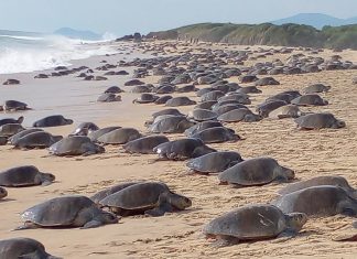 4to. Arribo Masivo de tortuga “Golfina” en Punta Ixtal