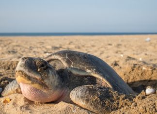 Octubre es el mes ideal para atestiguar liberación de tortugas marinas