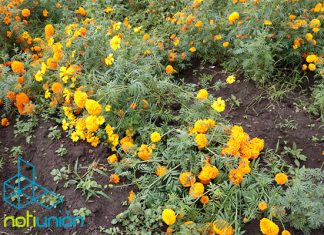 Lluvia provocada por #Rick daña sembradíos de flor de #cempasúchil en #Tarimbaro