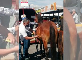 Investiga Fiscalía General posibles hechos constitutivos del delito de maltrato animal