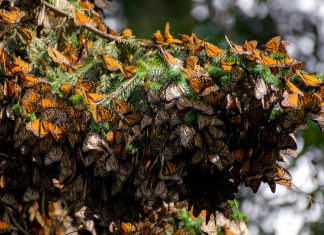 Días soleados y mariposas en todo su esplendor, visítalas