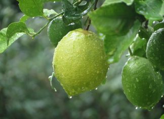 ¿A qué se debe el aumento del limón en México?